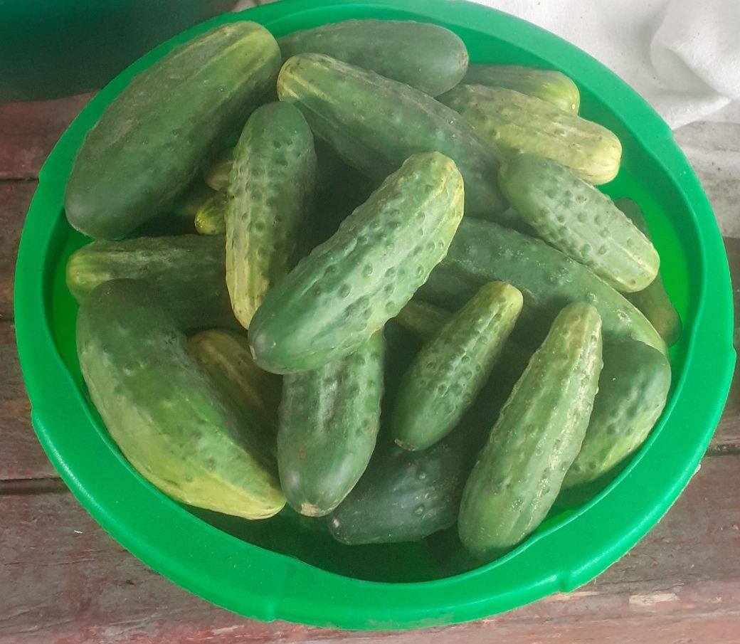 Продам домашние огурцы