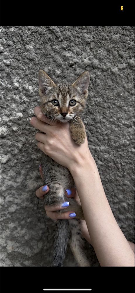 Котята бесплатно