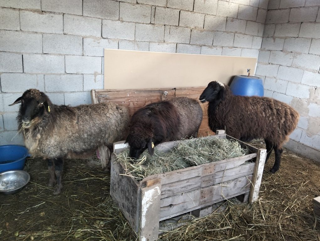 Бараны продам, кой сатам