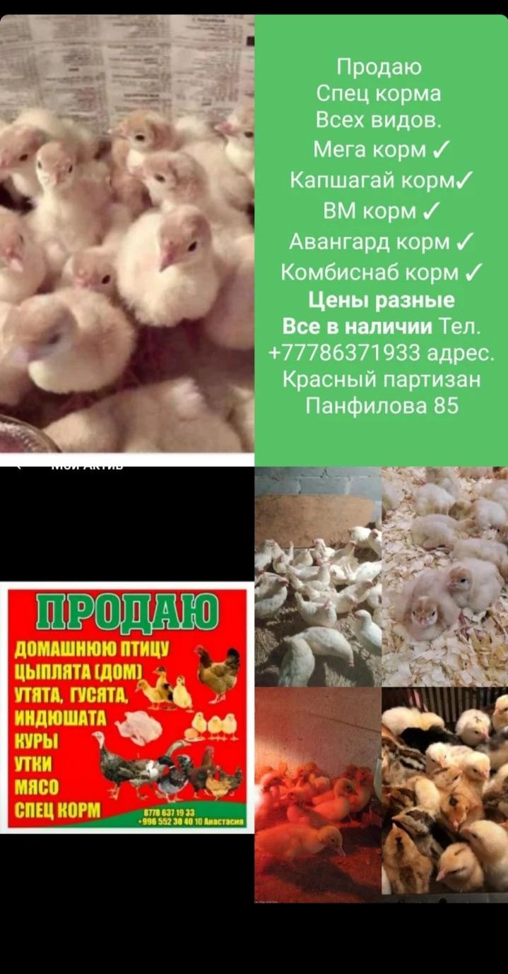 Спец корма всех видов