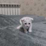 Котёнок вислоухая