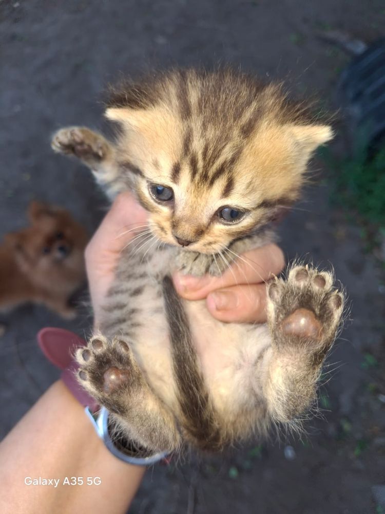 Котята в добрые руки