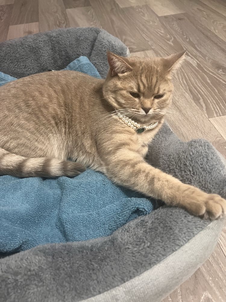 Нужен кот для вязки