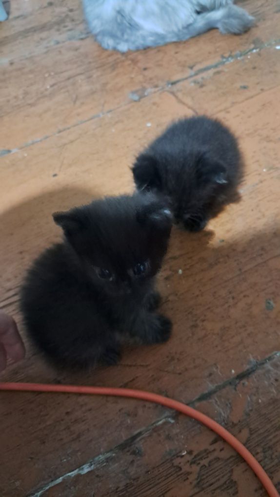 Отдам котят в хорошие руки