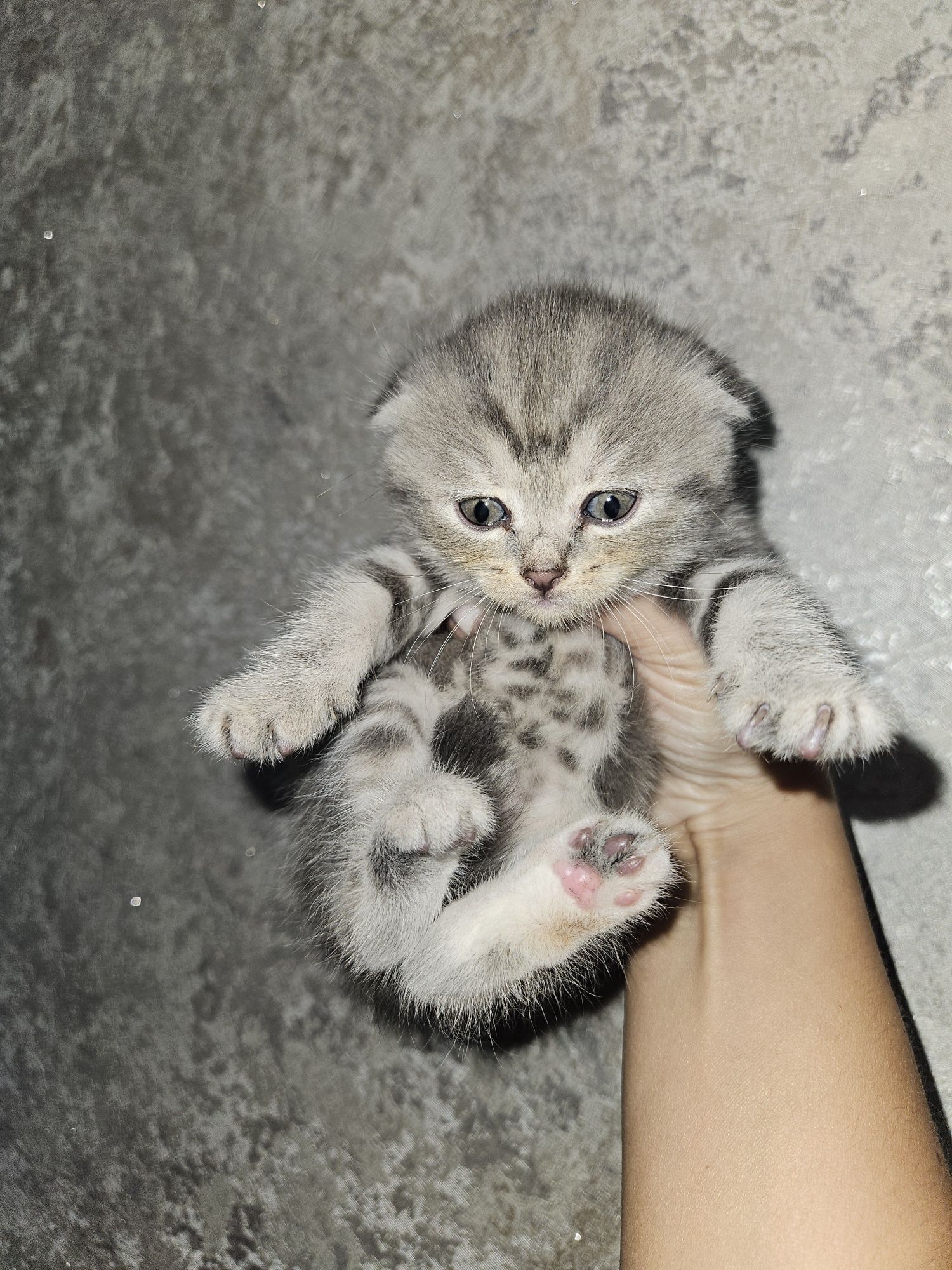 Продам умных котят