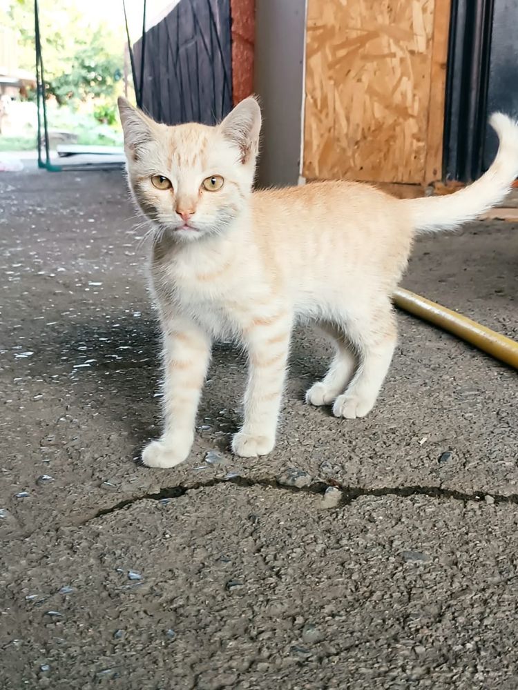Отдам котенка в хорошие руки