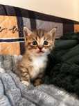 Отдам котят в хорошие руки