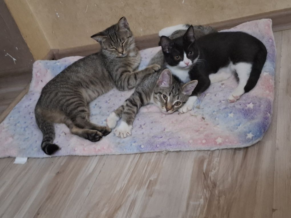 Котята и их мама в поисках любящих семей