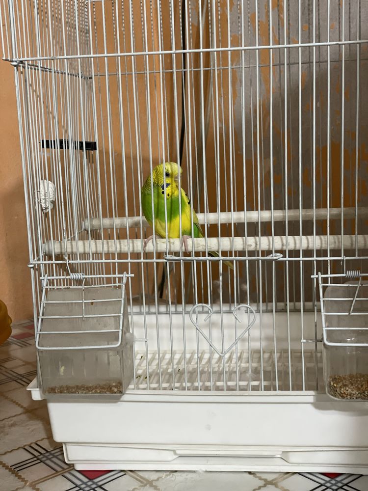 Продам попугая с клеткой