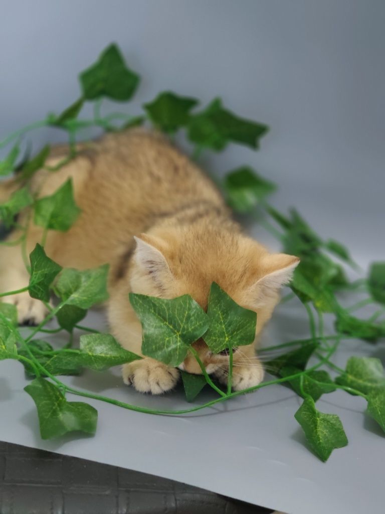 Алматы Котята золотые шиншиллы
