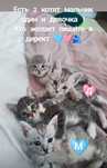 Отдаются котята мальчик и девочка!