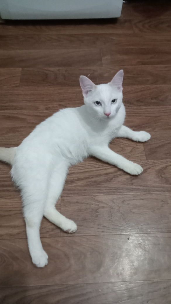 Котик ищет дом , 4 месяца