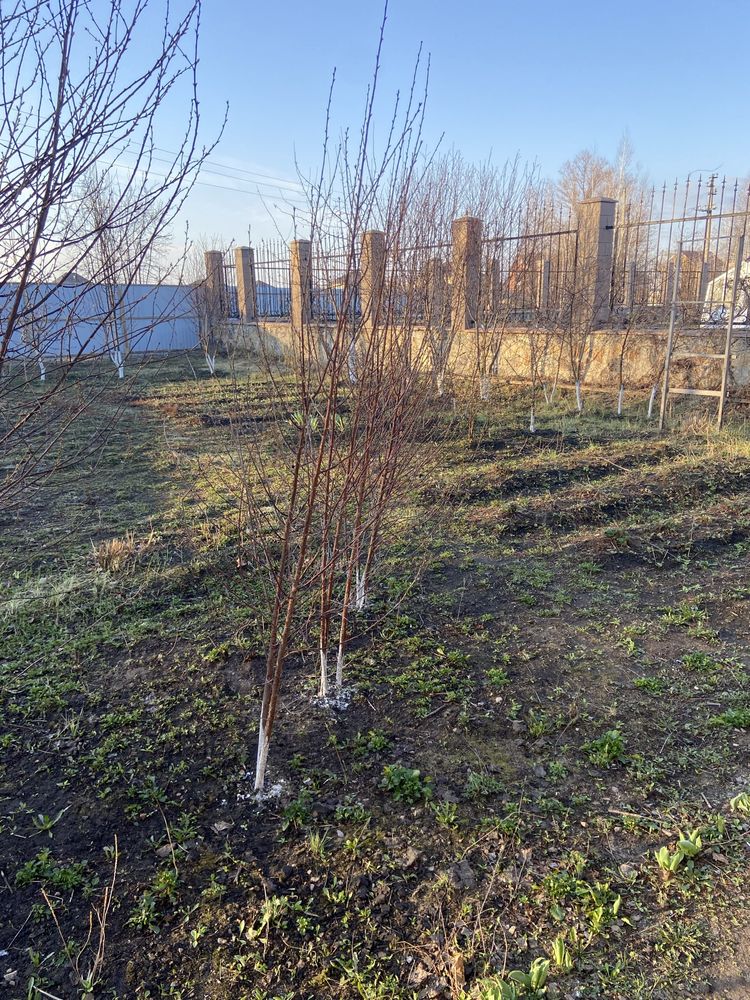 Продам дом в Мичурино
