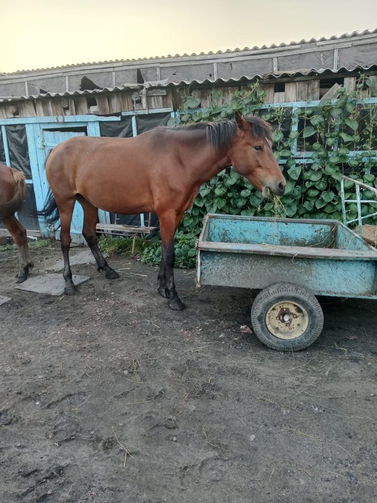Продам кобылу с жеребушкой