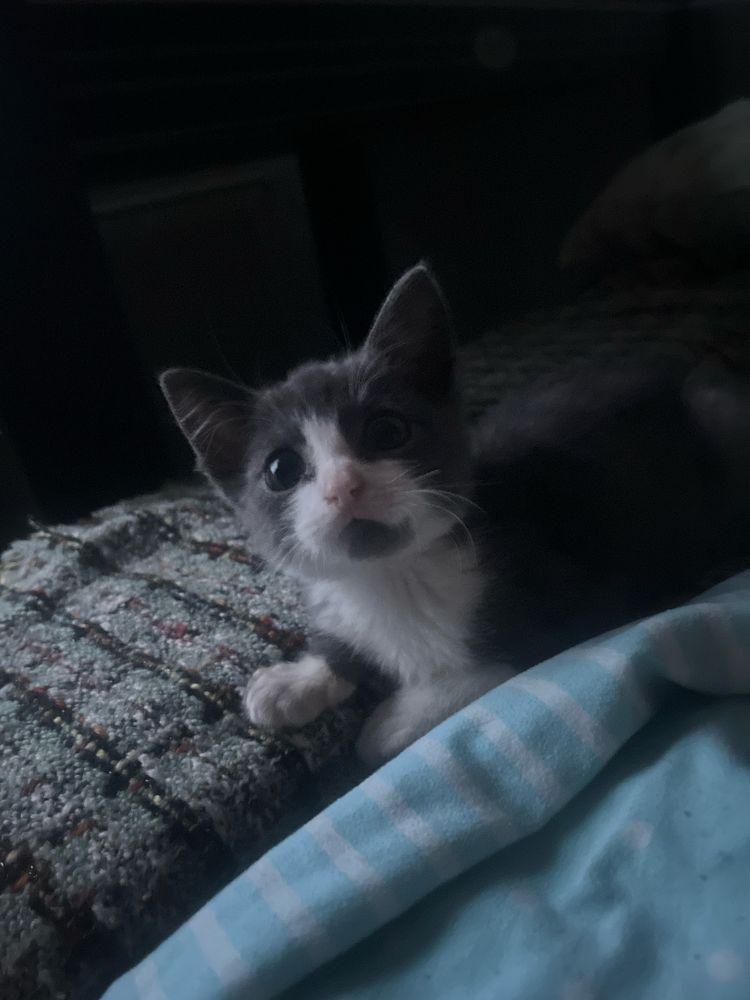Отдам котенка в добрые руки