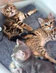 Продам котят Скоттиш фолд