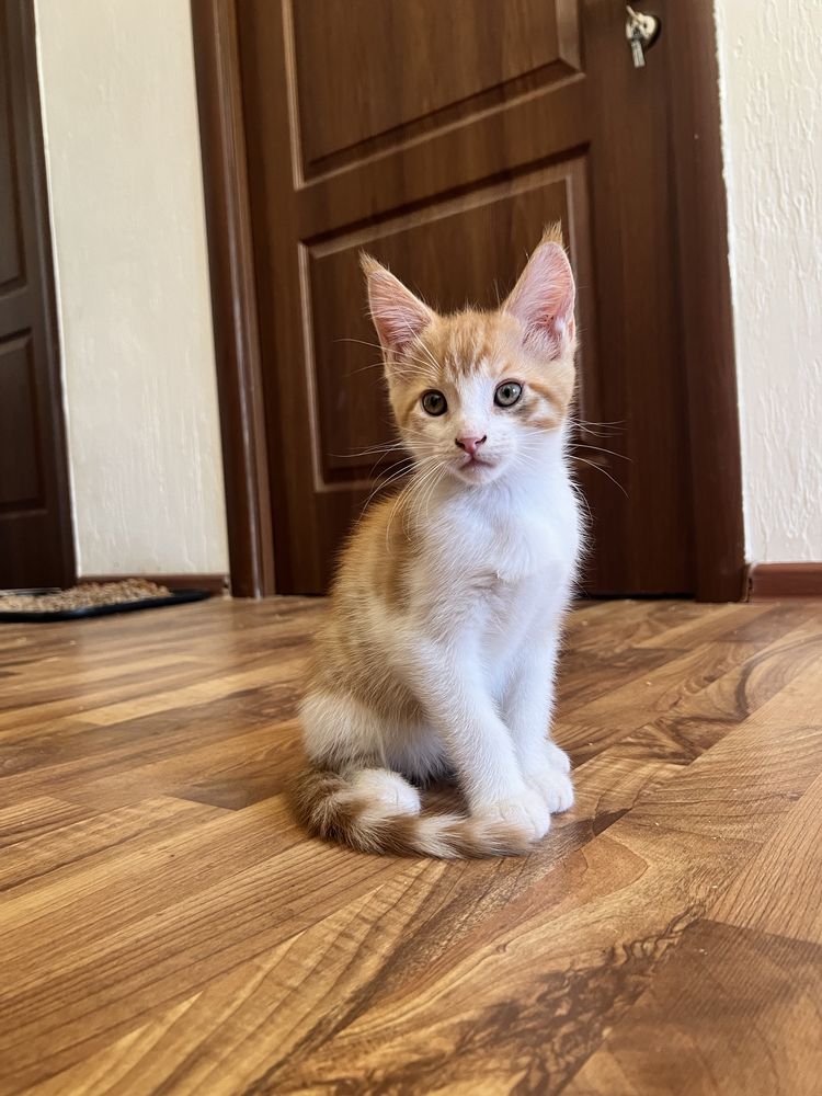 Продаю котят Мейн кун