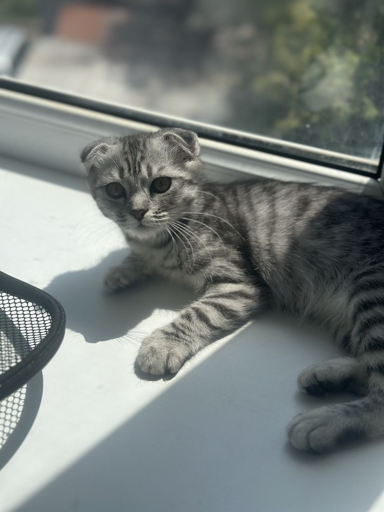 Продам котенка скоттиш