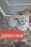 Отдам даром котёнка  девочку