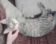 Отдам котёнка в хорошие руки