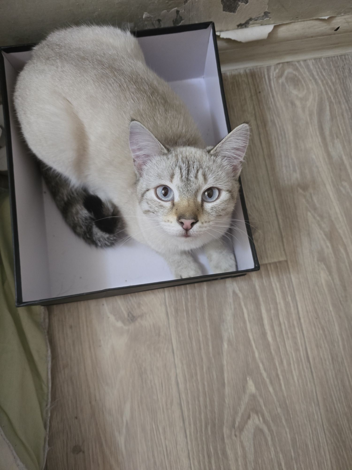 Кошечка ищет любящего хозяина