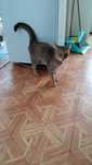 Отдадим в добрые руки Кошечку .Хорошая мышеловка .кушает все .