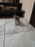 Отдам котят в добрые ручки