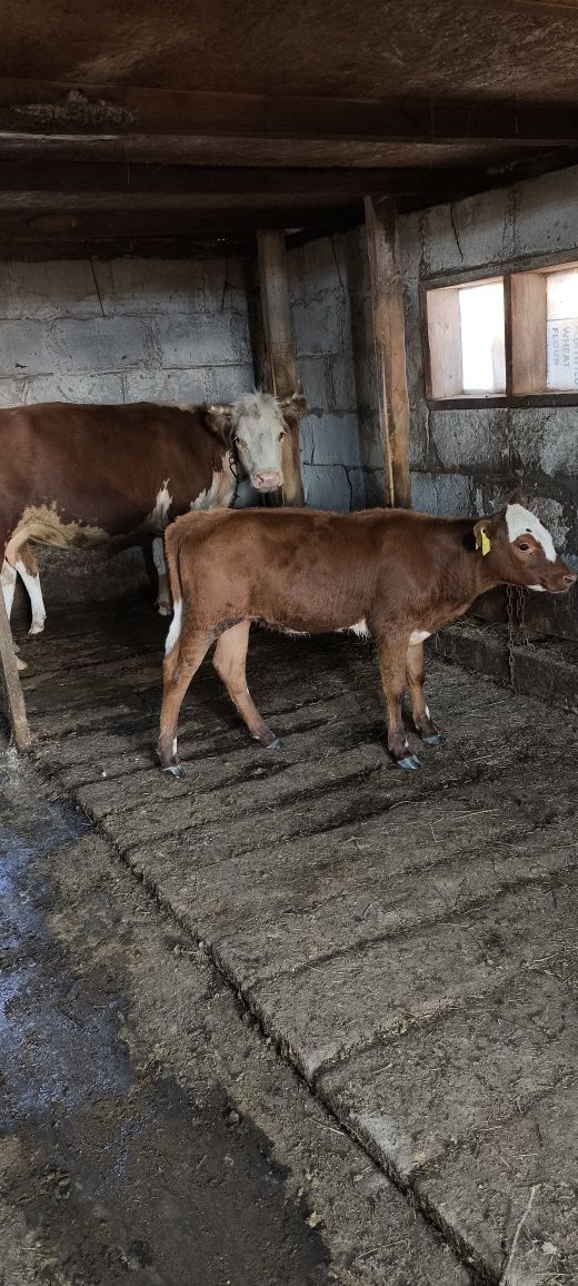 Продам тёлочку  село радовка