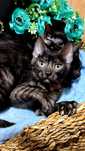 Эксклюзивные ! Smoke BLACK bengals