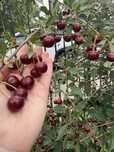 Продам вишню садовую