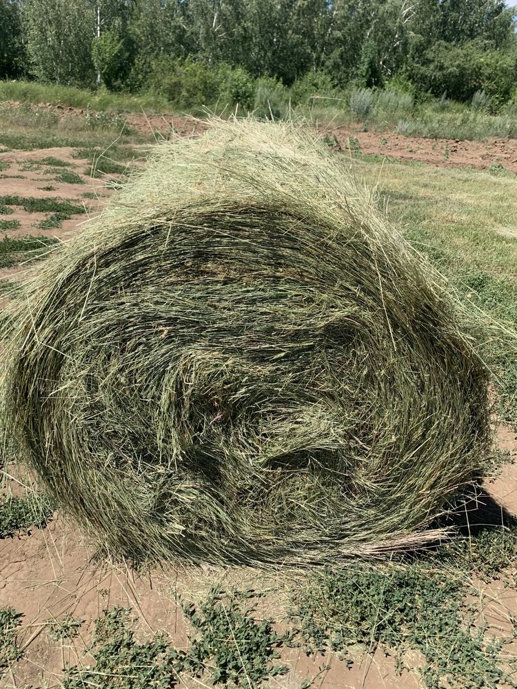 Продам сено 6000 тыс