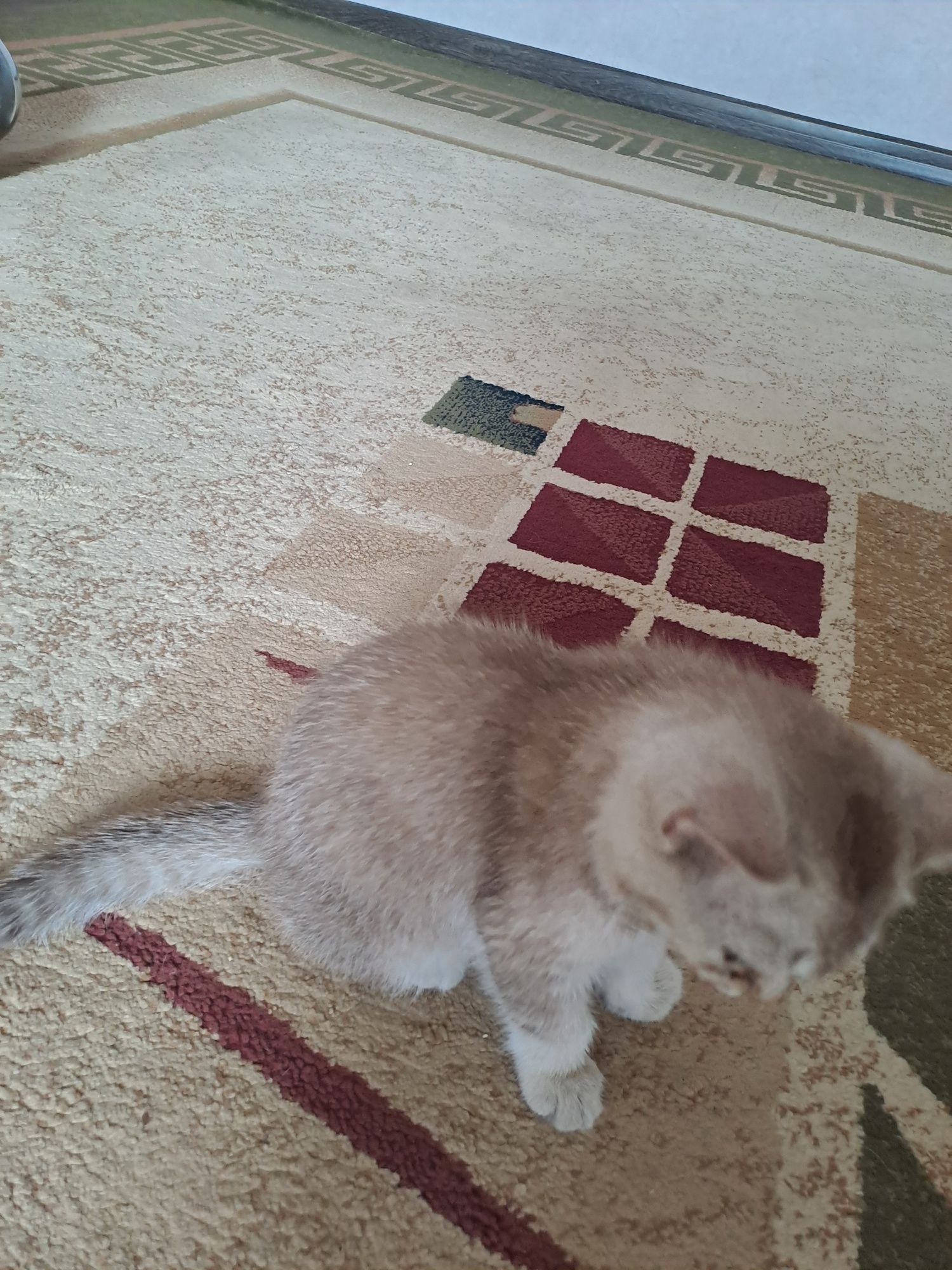 Котенок пародистый