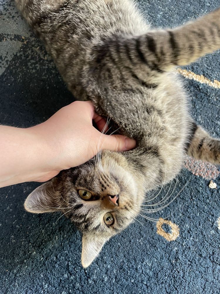 Отдам кошку (кот) пол года