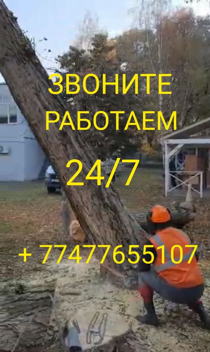 Спил деревьев Алматы и область