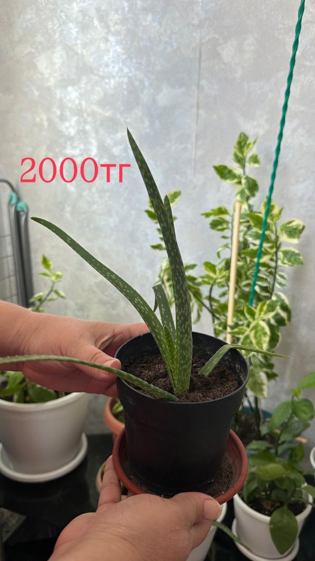 Продаю растения.