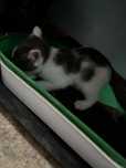 Котята бесплатно