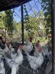 Продам суточных цыплят Адлер