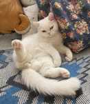 Британские котята