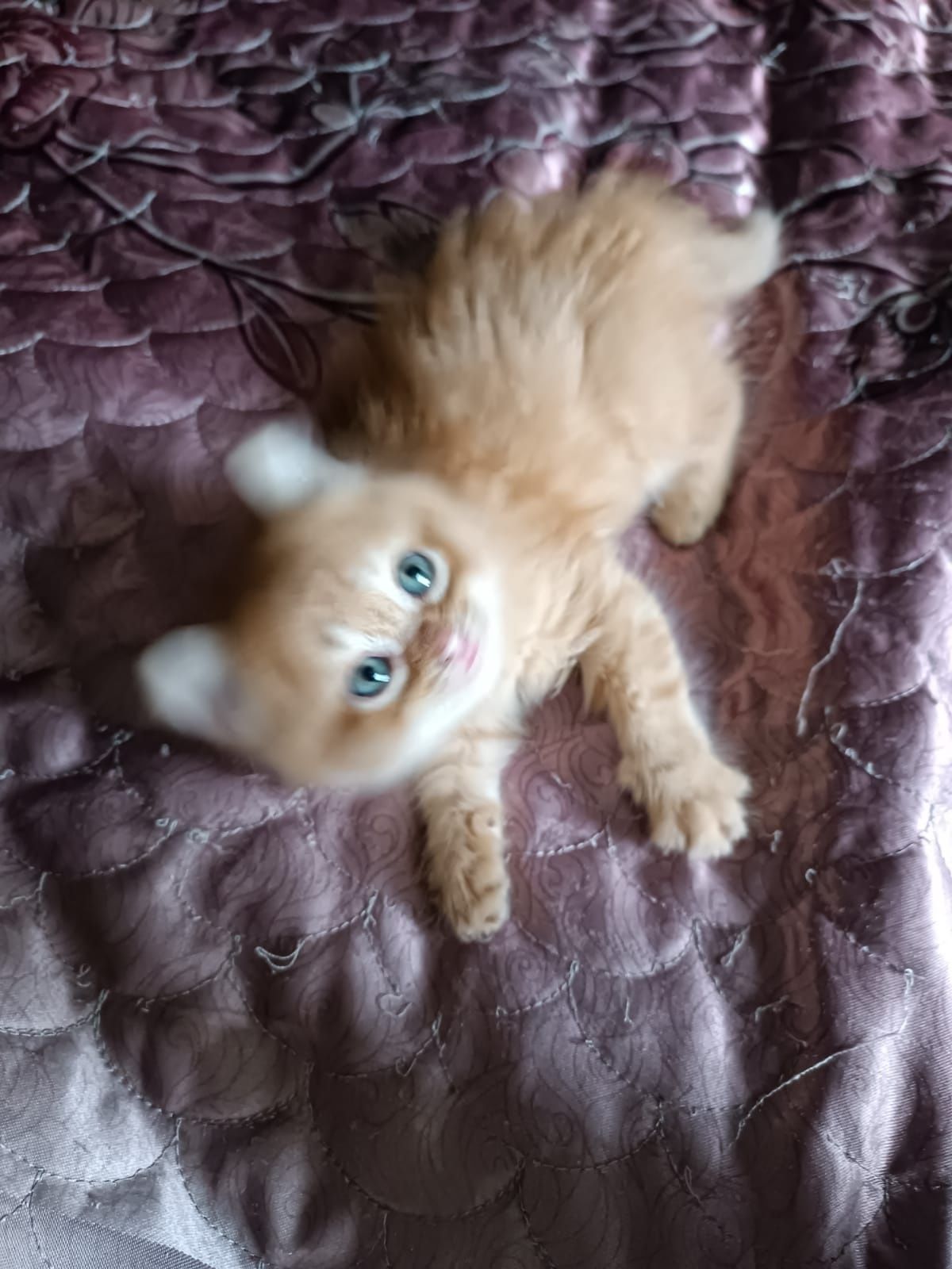 Продам милых котят
