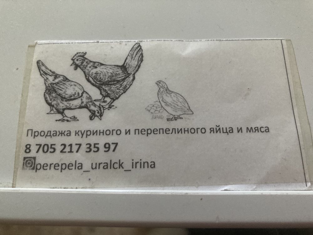 Перепела на мясо