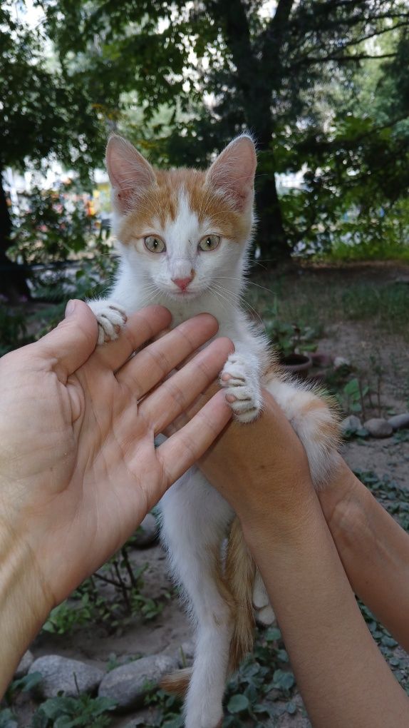 Отдам в добрые руки котёнка.
