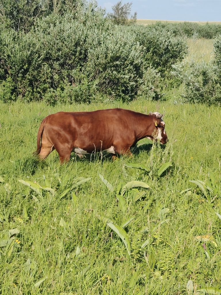 Продам бычка двухлетка