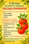 Рассада помидоров