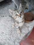Котёнок 2 месяца мальчик