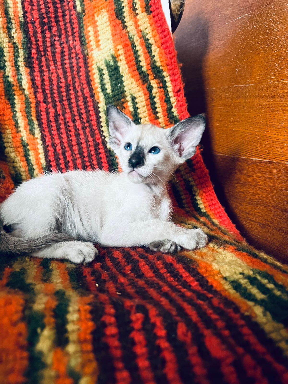 Ориентальные котята