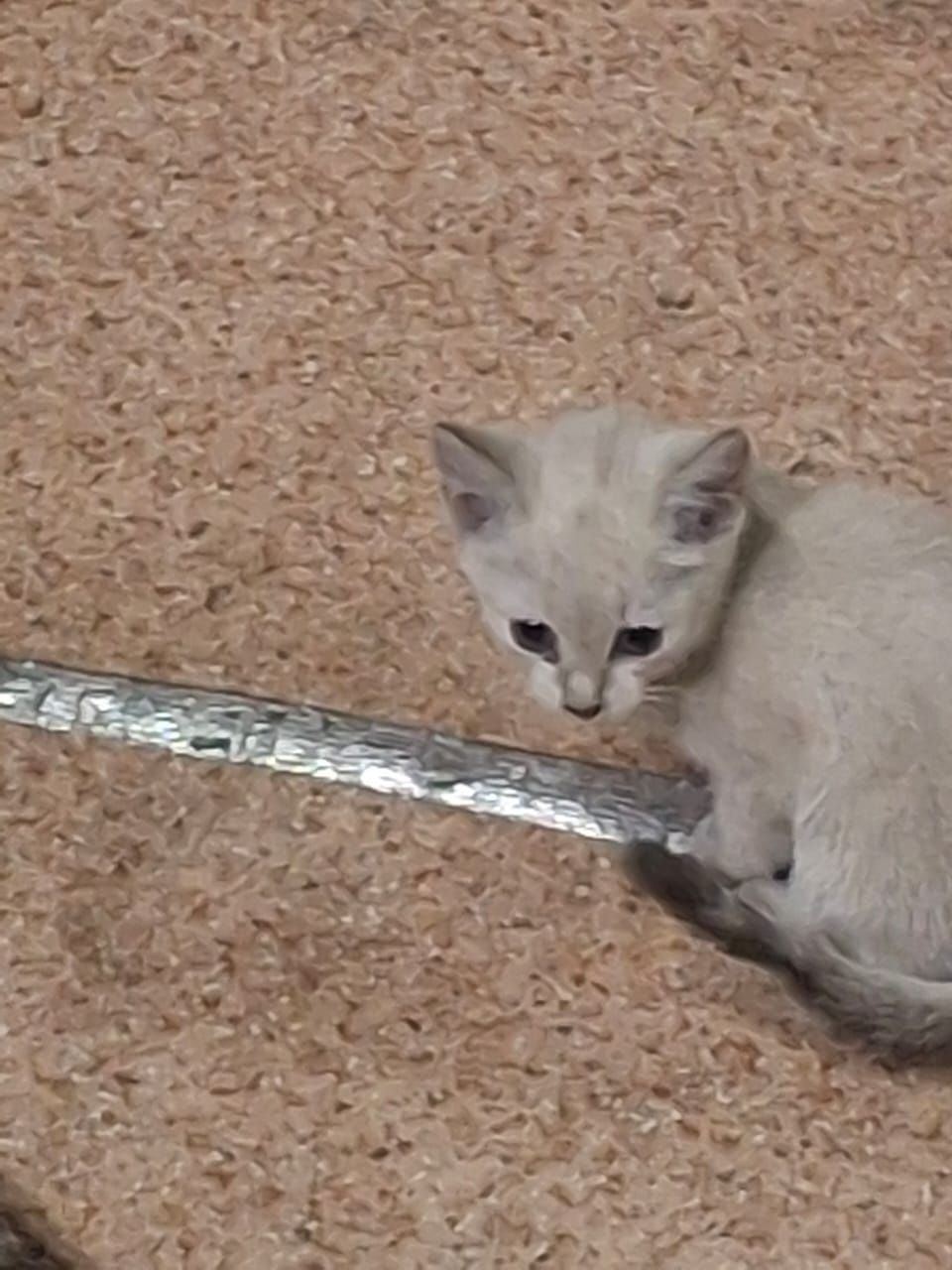 Отдам даром котят