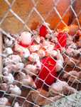 Срочно продам бройлер КОББ-500 готовых к забою