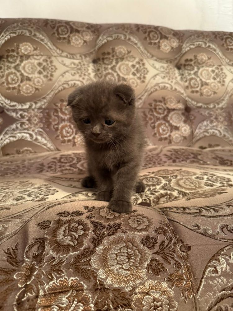 Продается котенок!