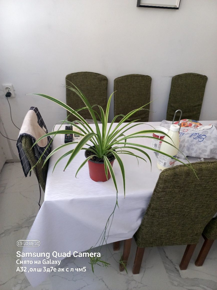 Хлорофитум комнатное растение