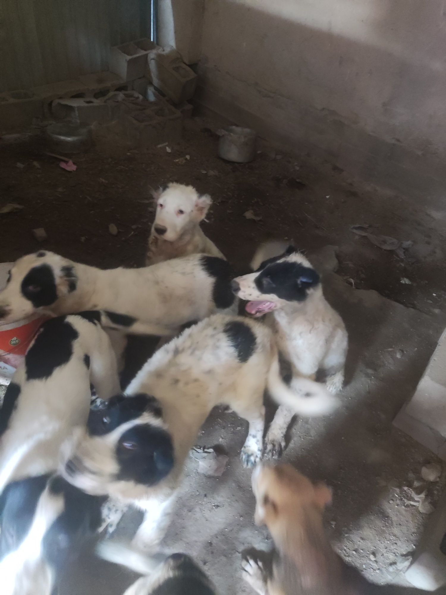 Алабай шенки 3 месяца